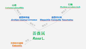 生态网络关系
