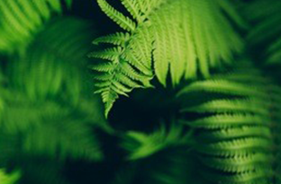 蕨类植物