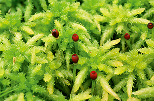 苔藓植物