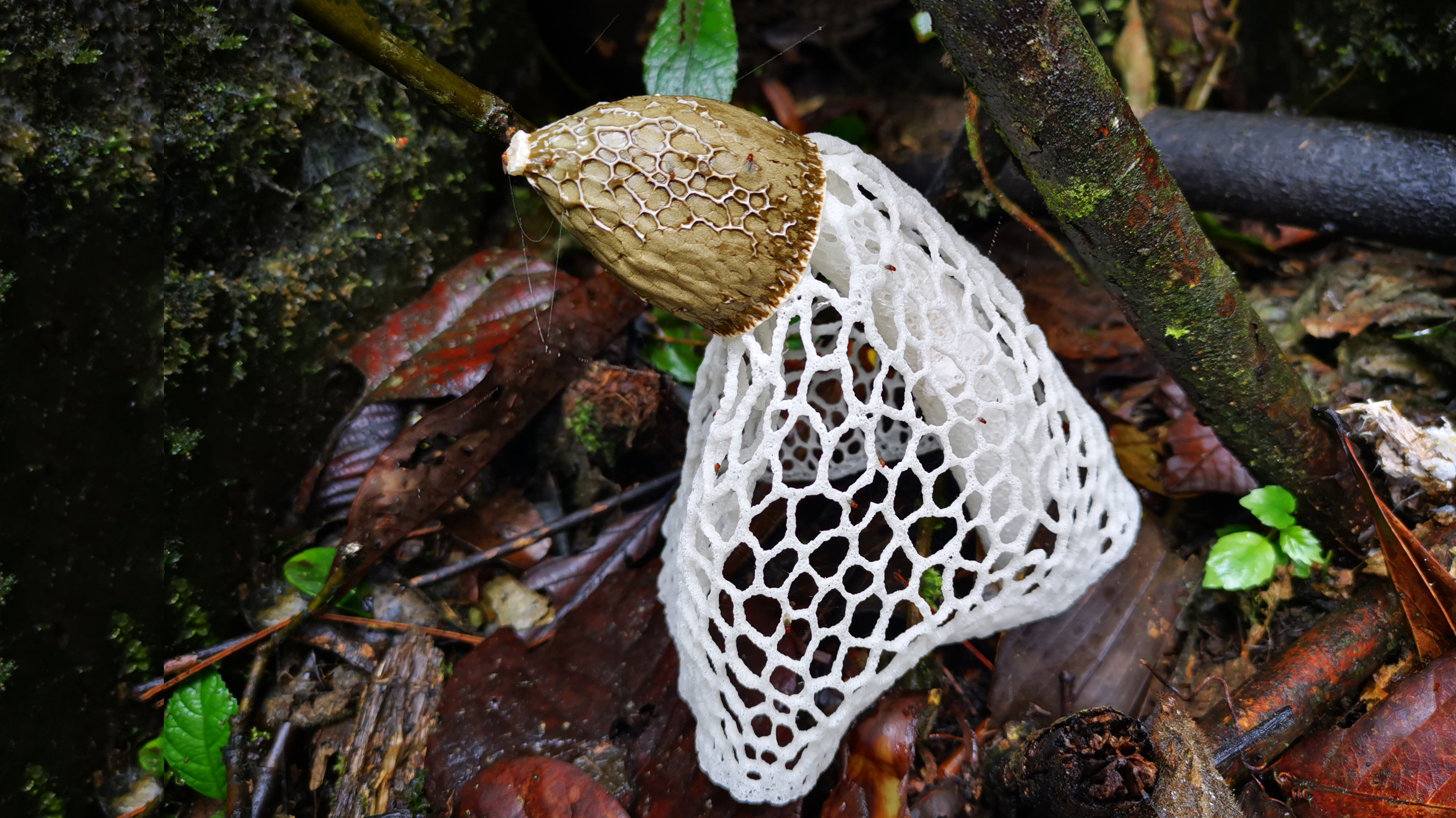 菌物志库